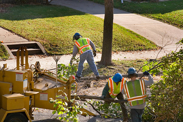  , USA Tree Removal and Landscaping Services Pros